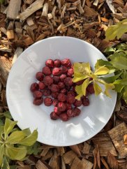 Lyofilizované višně