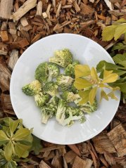 Lyofilizovaná brokolice