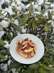 Lyofilizované broskve