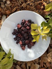 Lyofilizované třešně